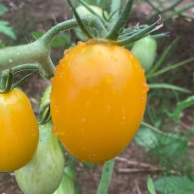 夏野菜が増えてきました！