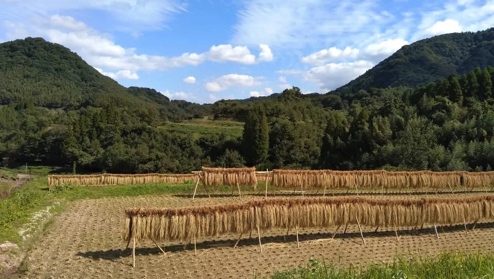 天日干し/自然栽培米＜令和7年度産ヒノヒカリ＞大分県産