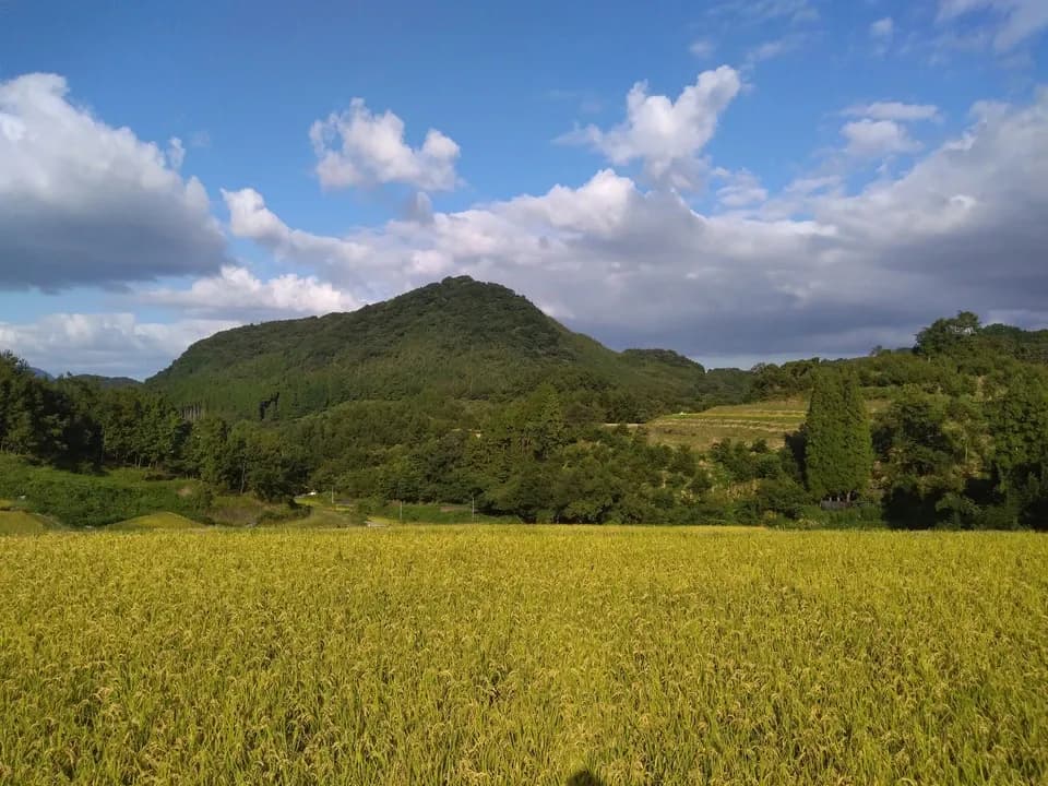 天日干し/自然栽培米＜令和7年度産ヒノヒカリ＞大分県産