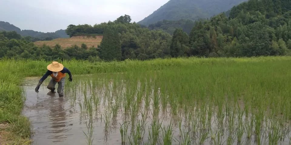 天日干し/自然栽培米＜令和7年度産ヒノヒカリ＞大分県産