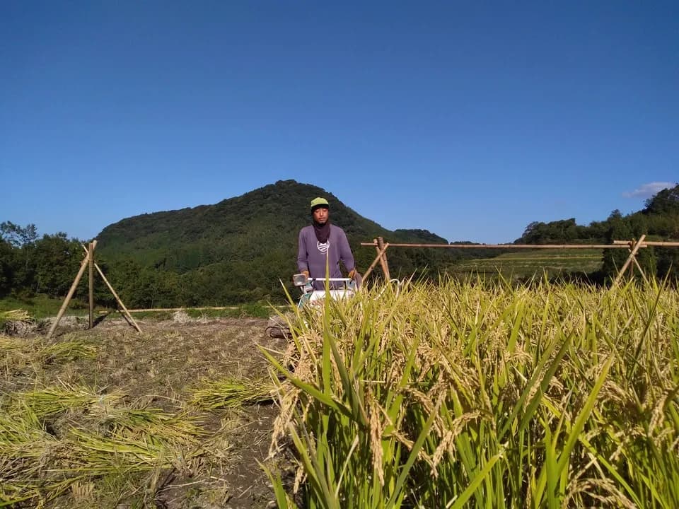 天日干し/自然栽培米＜令和7年度産ヒノヒカリ＞大分県産