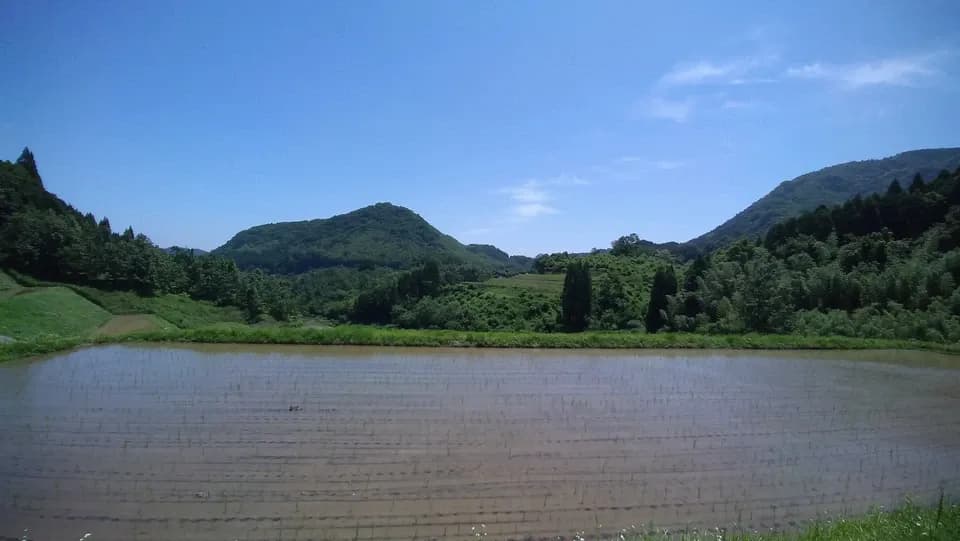 天日干し/自然栽培米＜令和7年度産ヒノヒカリ＞大分県産