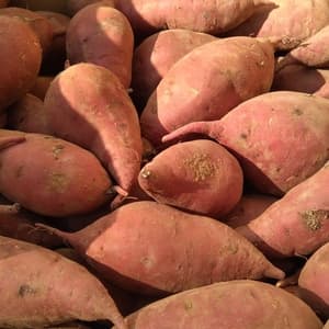 自然栽培/自然乾燥〈べにはるか〉大分県産さつまいものレビュー