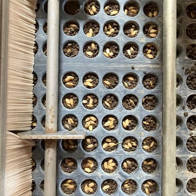 天日干し/自然栽培ヒノヒカリの栽培記録