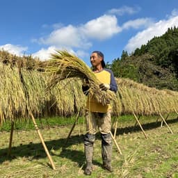 天日干し/自然栽培米＜令和7年度産ヒノヒカリ＞大分県産 平和農園