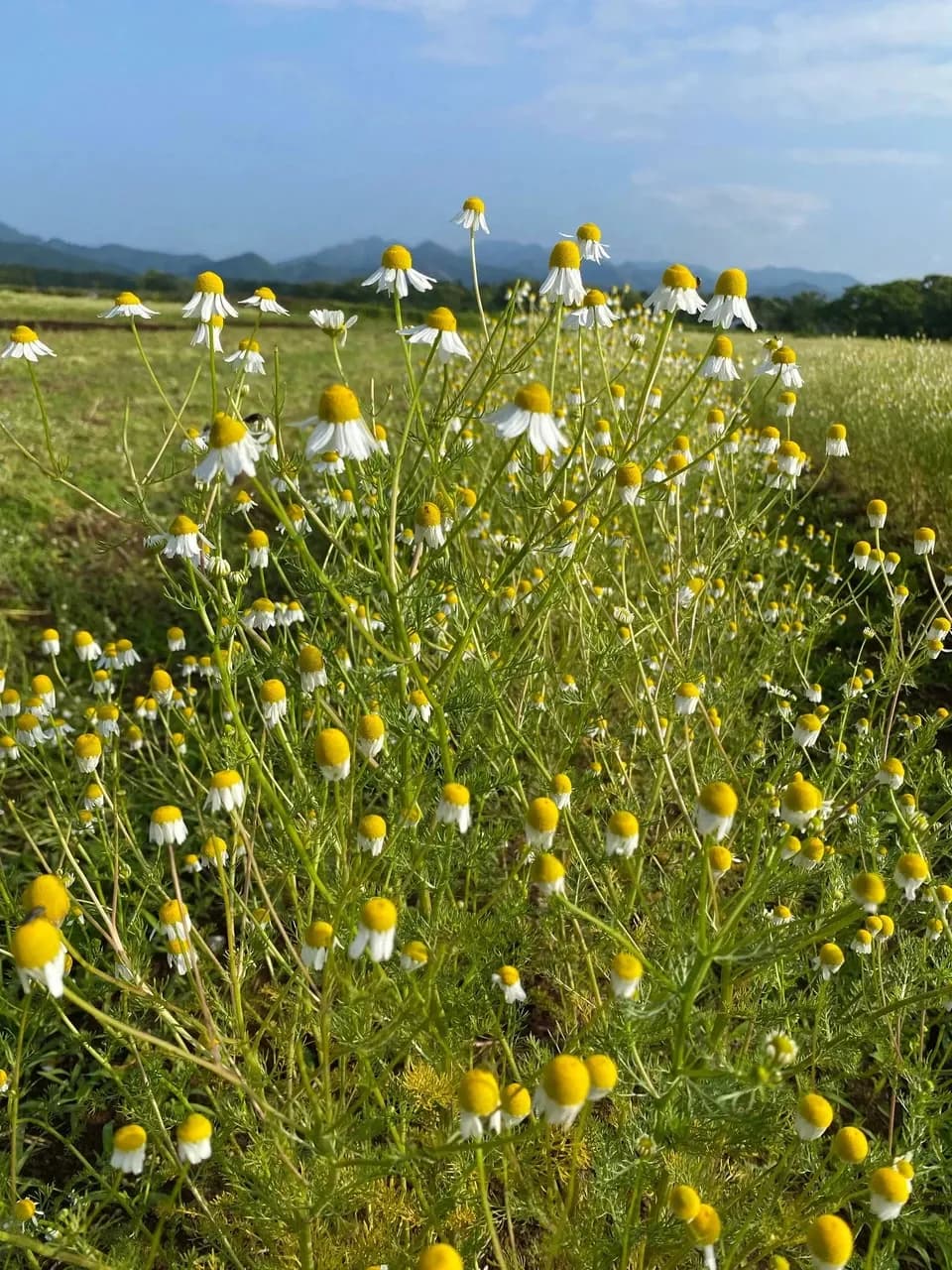 安心の宮崎県自家栽培・ 無農薬ハーブティー＜カモミール＞優しい朝摘みハーブ