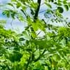 サムネイル 10