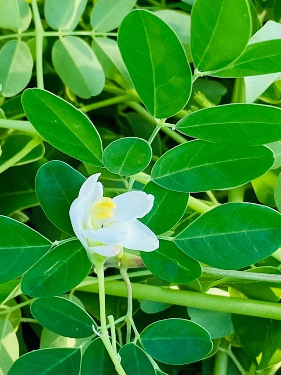 安心の宮崎県自家栽培・ 無農薬【焙煎】ハーブティー＜モリンガ＞ 植物由来のティーパック 優しい朝摘みハーブ