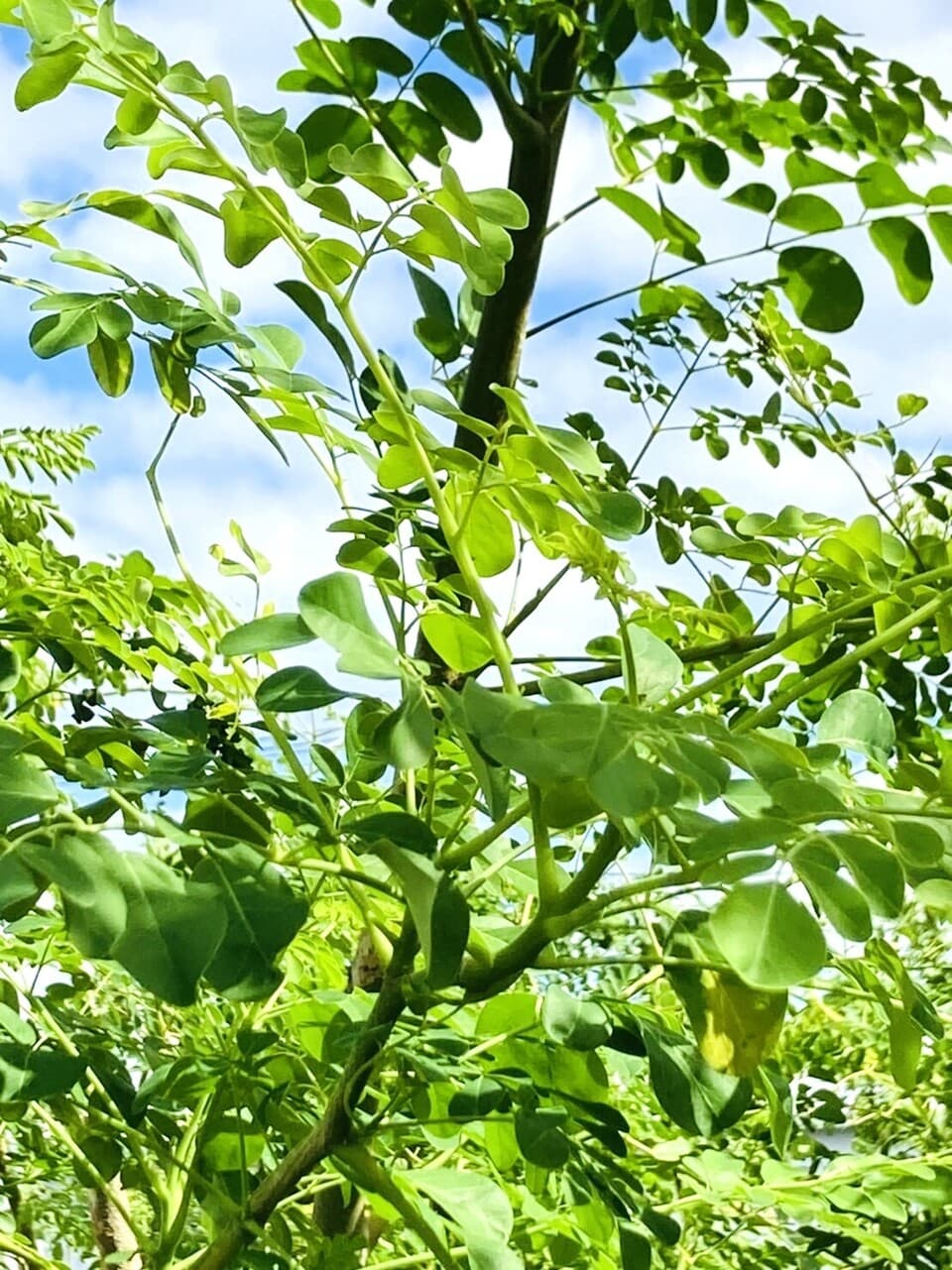 安心の宮崎県自家栽培・ 無農薬【焙煎】ハーブティー＜モリンガ＞ 植物由来のティーパック 優しい朝摘みハーブ