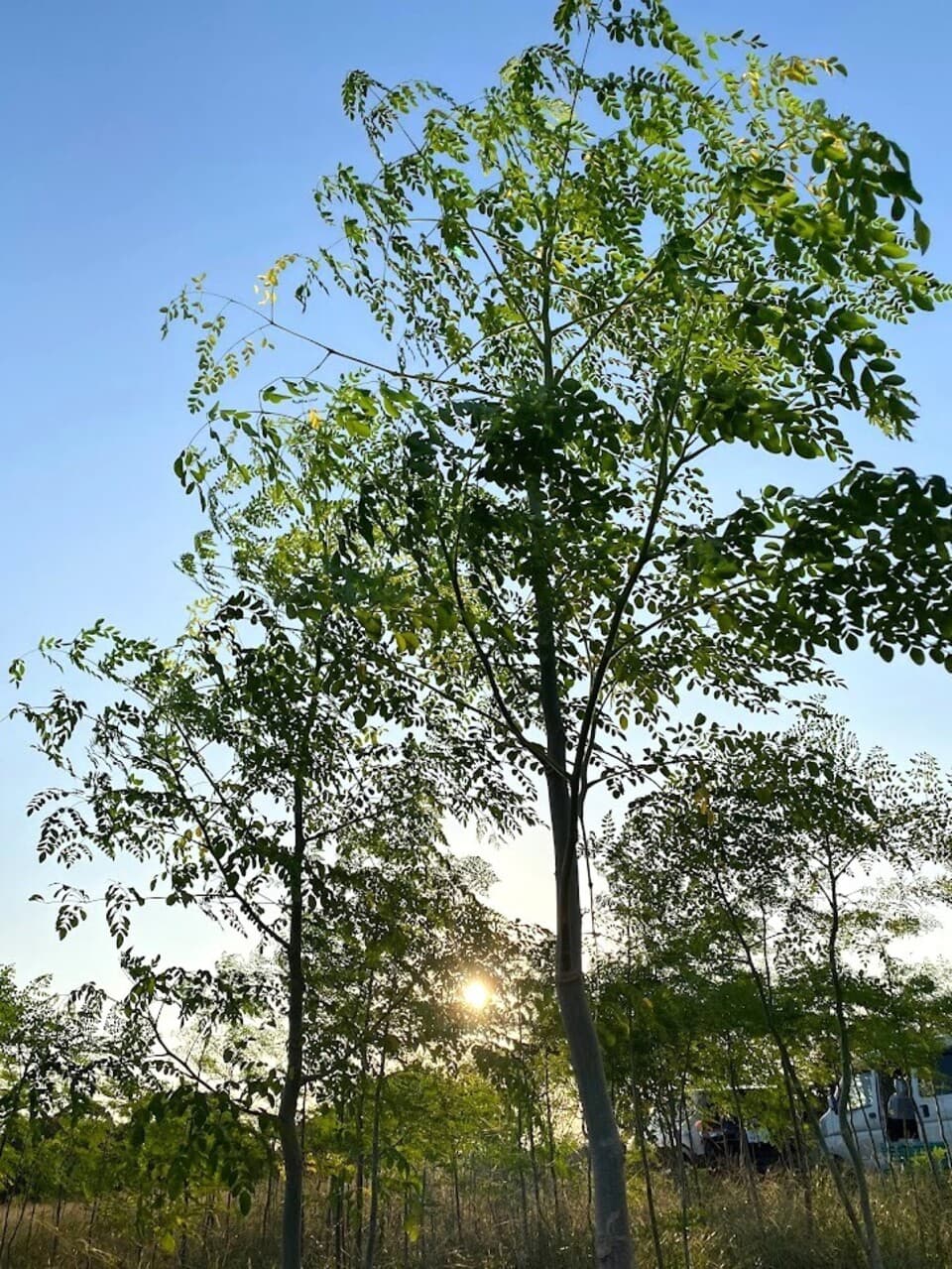 モリンガ蒸し　宮崎県産の無農薬・無化学肥料・無除草剤 モリンガ100％　モリンガハーブ　温浴　スチーム　スキンケア デトックス ダイエット 体質改善などに　モリンガ蒸し用　安心安全の国産品　　