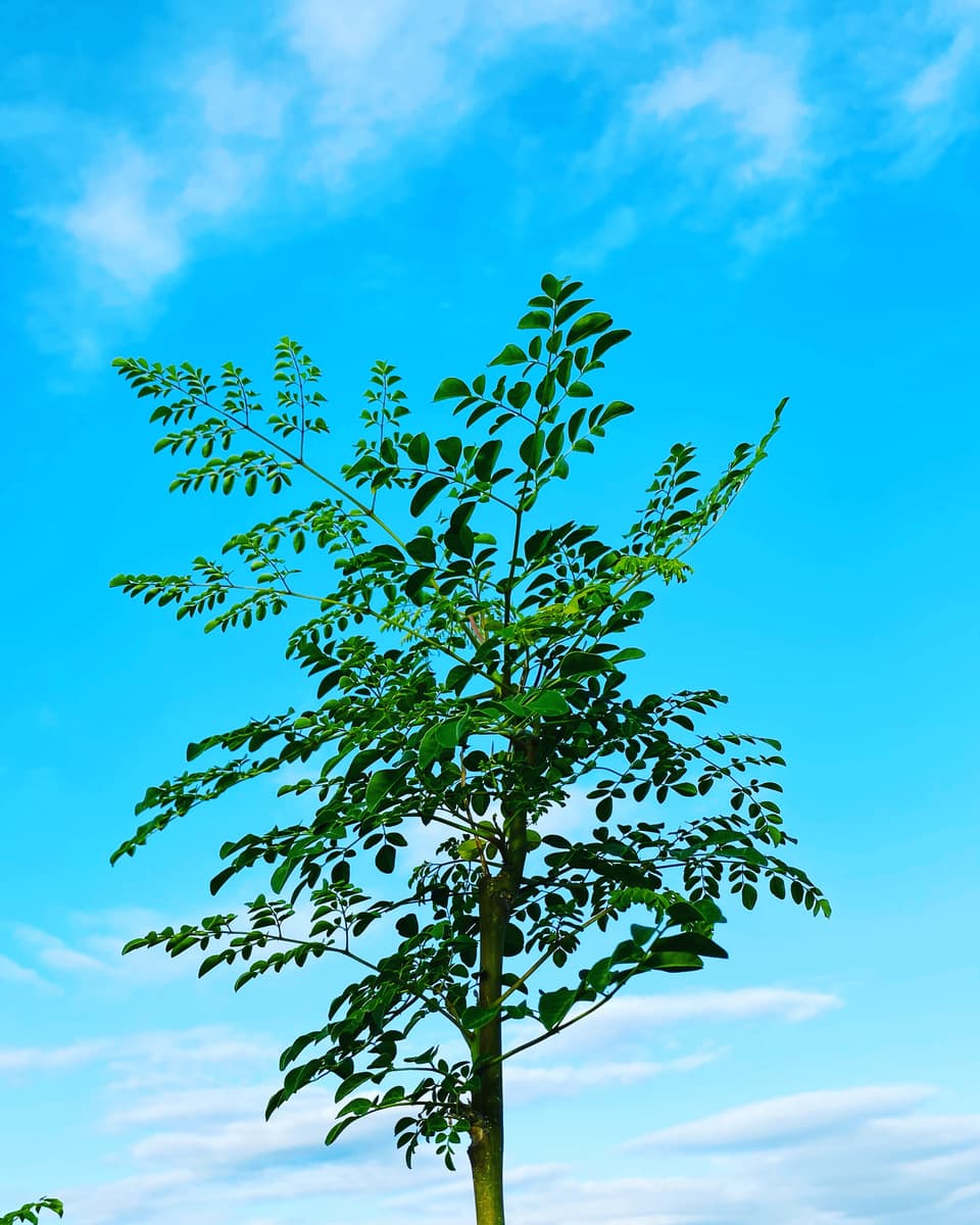モリンガ蒸し　宮崎県産の無農薬・無化学肥料・無除草剤 モリンガ100％　モリンガハーブ　温浴　スチーム　スキンケア デトックス ダイエット 体質改善などに　モリンガ蒸し用　安心安全の国産品　　