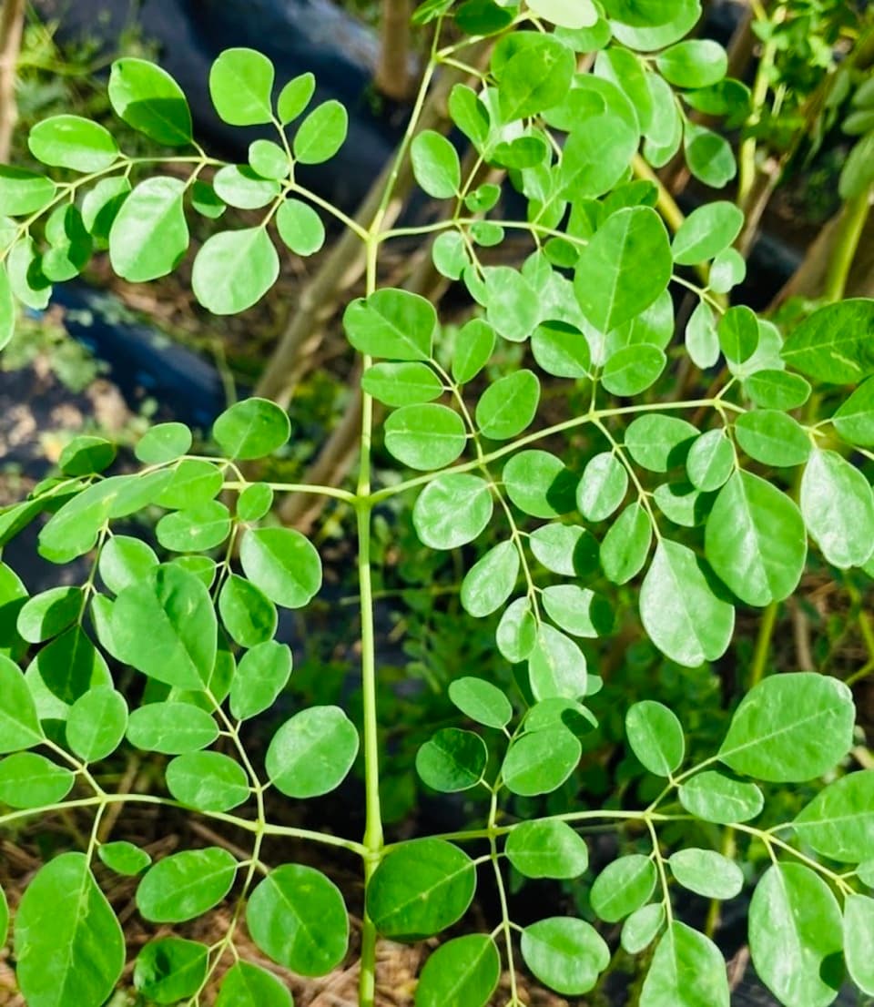 モリンガ蒸し　宮崎県産の無農薬・無化学肥料・無除草剤 モリンガ100％　モリンガハーブ　温浴　スチーム　スキンケア デトックス ダイエット 体質改善などに　モリンガ蒸し用　安心安全の国産品　　