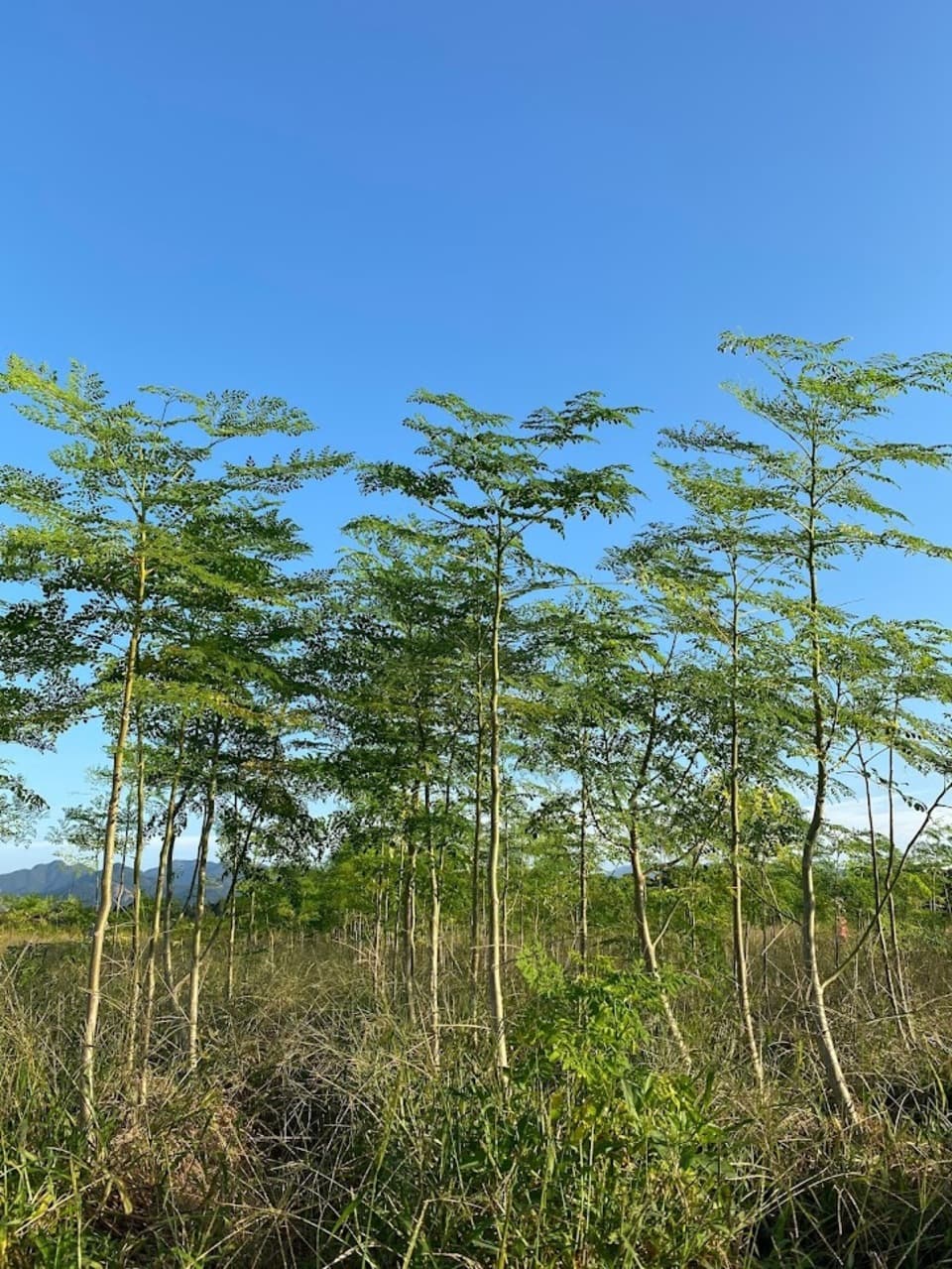 モリンガ蒸し　宮崎県産の無農薬・無化学肥料・無除草剤 モリンガ100％　モリンガハーブ　温浴　スチーム　スキンケア デトックス ダイエット 体質改善などに　モリンガ蒸し用　安心安全の国産品　　