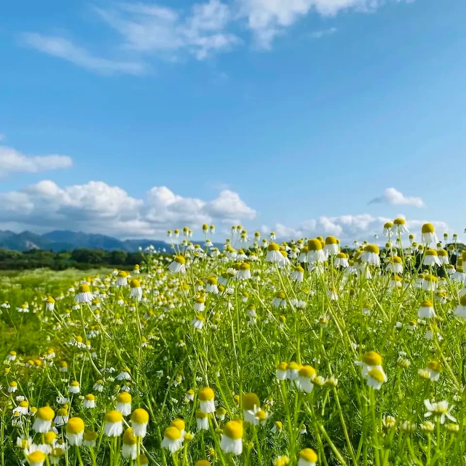 宮崎県産　ブレンドハーブティー　モリンガ＆カモミール　"ティーパック" 農薬不使用　無添加　安心安全の植物由来のティーパック使用　朝摘み　自然栽培　安心安全の国産品　農薬栽培期間中不使用　厳選ブレンド