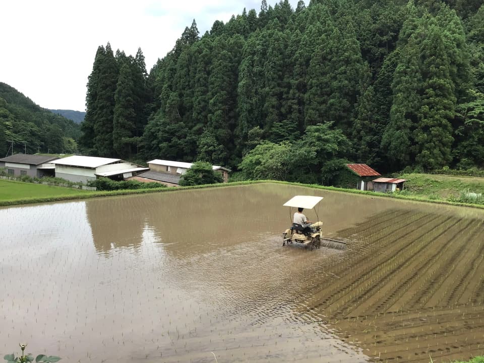無農薬無施肥・自然栽培＜令和7年度産ヒノヒカリ玄米＞大分県産・甘みと旨みが調和した人気品種