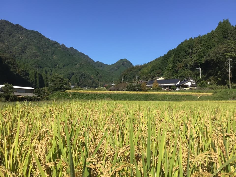 無農薬無施肥・自然栽培＜令和7年度産ヒノヒカリ玄米＞大分県産・甘みと旨みが調和した人気品種