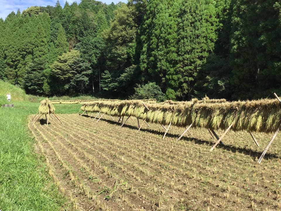 無農薬無施肥・自然栽培＜令和7年度産ヒノヒカリ玄米＞大分県産・甘み