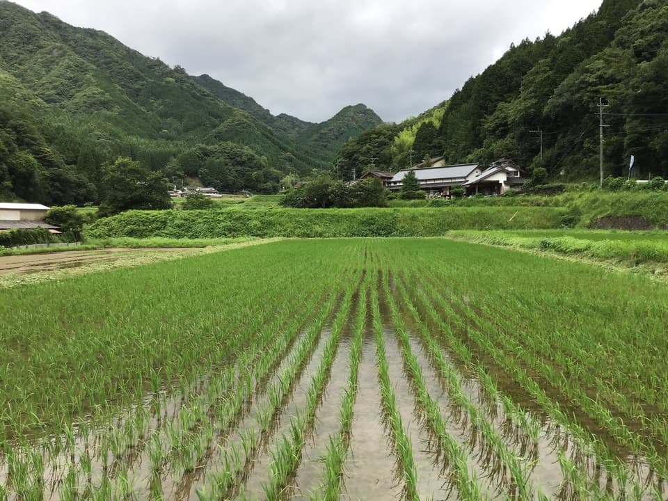 無農薬無施肥・自然栽培＜令和7年度産ヒノヒカリ玄米＞大分県産・甘み