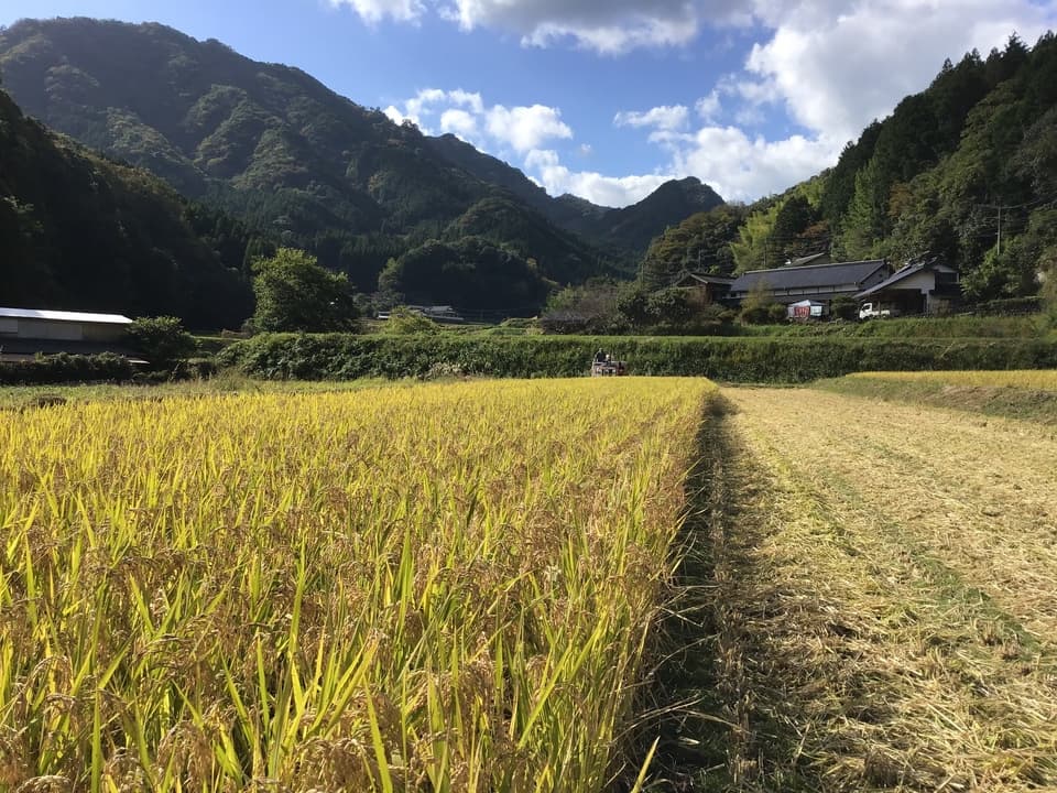 無農薬無施肥・自然栽培＜令和7年度産ヒノヒカリ玄米＞大分県産・甘み