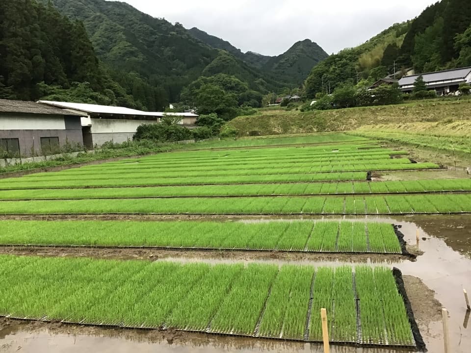 無農薬無施肥・自然栽培＜令和7年度産ヒノヒカリ玄米＞大分県産・甘み