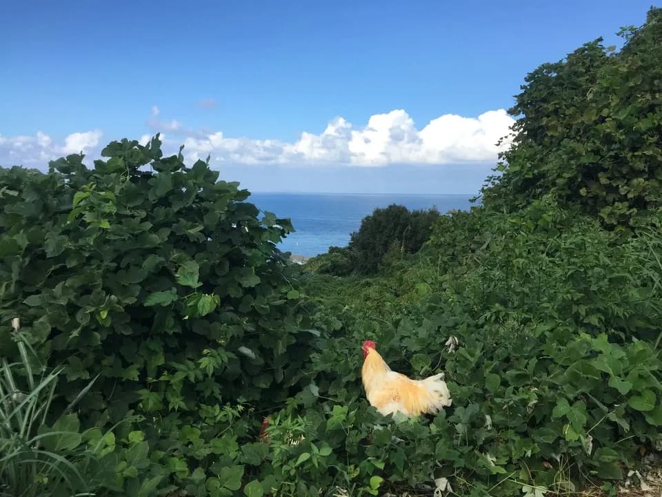 【２４個】広大な野っぱら放し飼い／有精卵「あめつちたまご」自家製発酵飼料／名水百選湧水／残留農薬不検出検査済