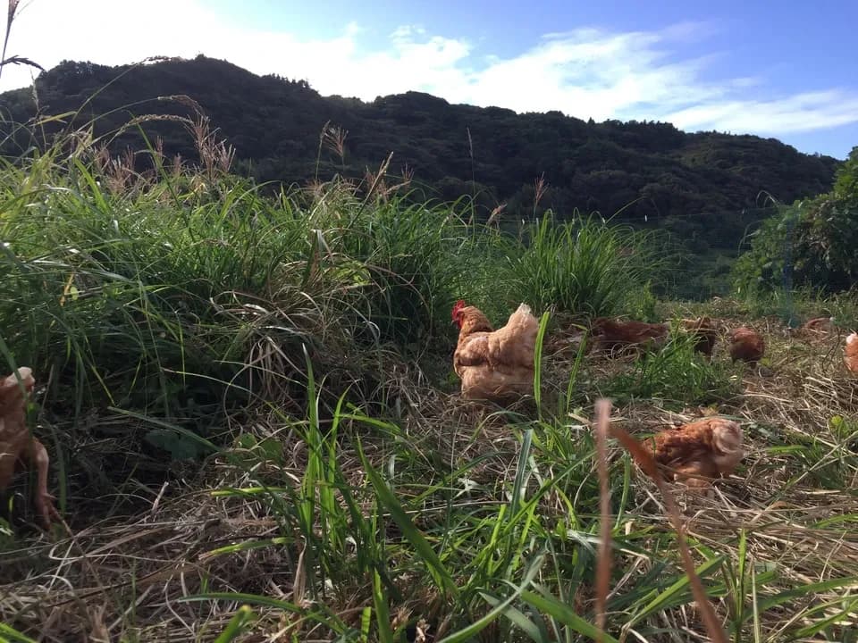 【２４個】広大な野っぱら放し飼い／有精卵「あめつちたまご」自家製発酵飼料／名水百選湧水／残留農薬不検出検査済