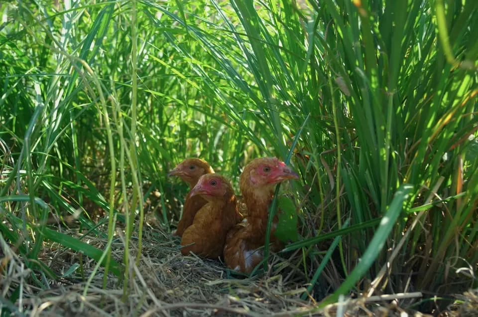 【２４個】広大な野っぱら放し飼い／有精卵「あめつちたまご」自家製発酵飼料／名水百選湧水／残留農薬不検出検査済