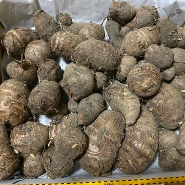 コンパクトbox 箱込み1kg以上