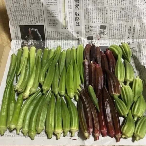 五角オクラ・赤オクラ・丸オクラ・小さめダビデの星　クリックポスト