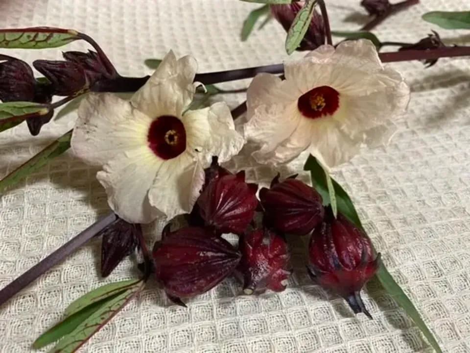 農薬・肥料不使用　苺とローゼルのお茶