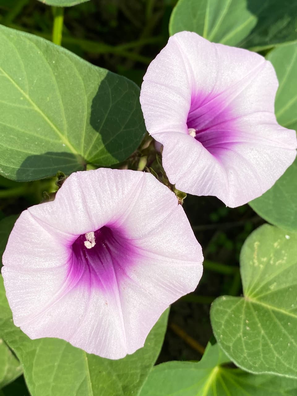 農薬・肥料不使用　紫芋パウダー