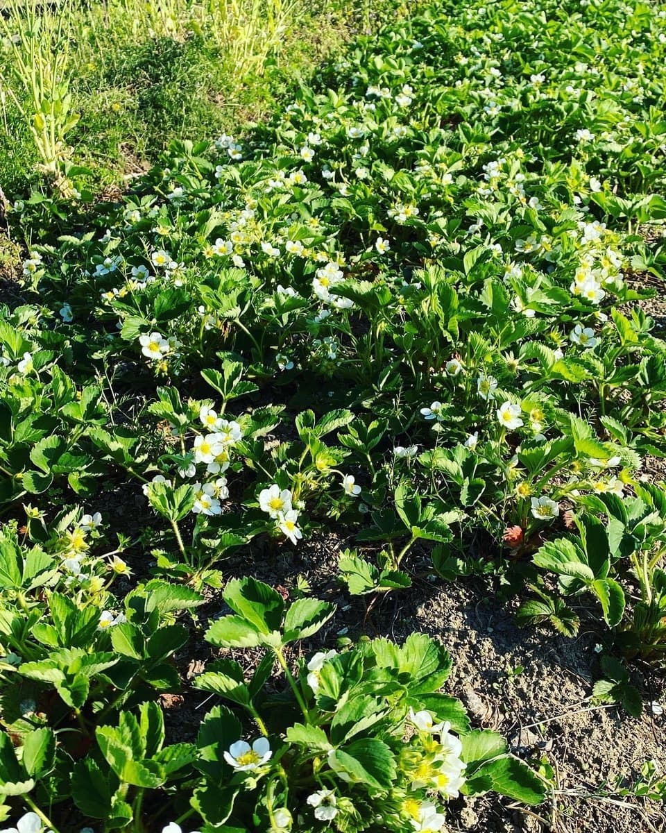 酵素が生きたまま！？《農薬・肥料不使用》ドライイチゴ