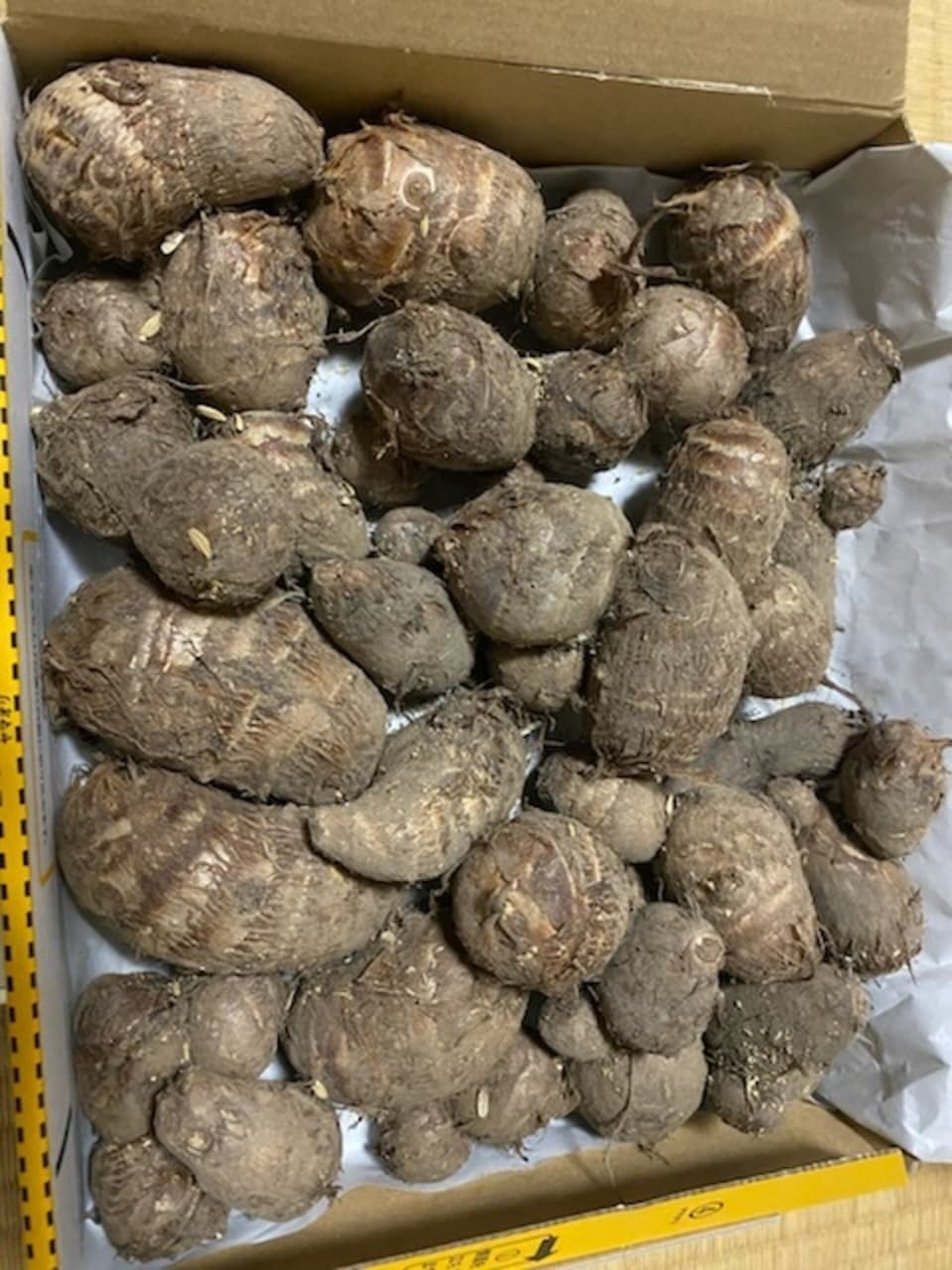 《農薬・肥料不使用》里芋