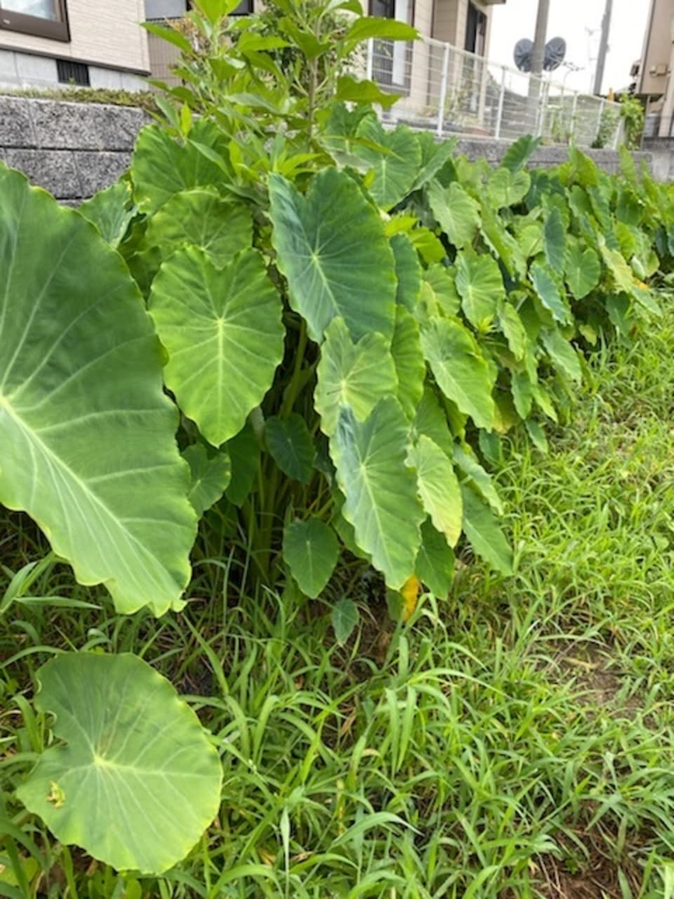 《農薬・肥料不使用》里芋
