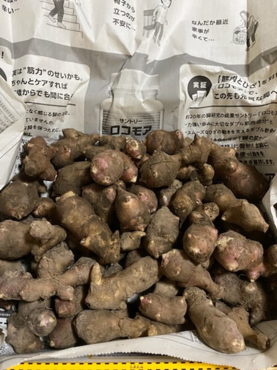 《農薬・肥料不使用》赤菊芋　コンパクトボックス1kg以上　さらに隙間に小さいものを入れます