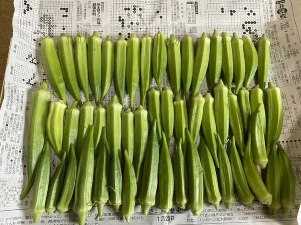 《農薬・肥料不使用》生でも美味しいオクラ