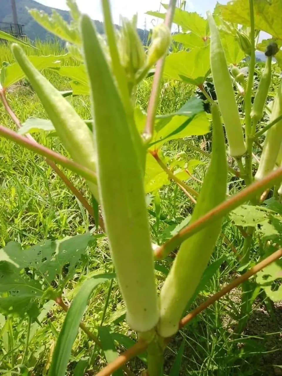 《農薬・肥料不使用》生でも美味しいオクラ