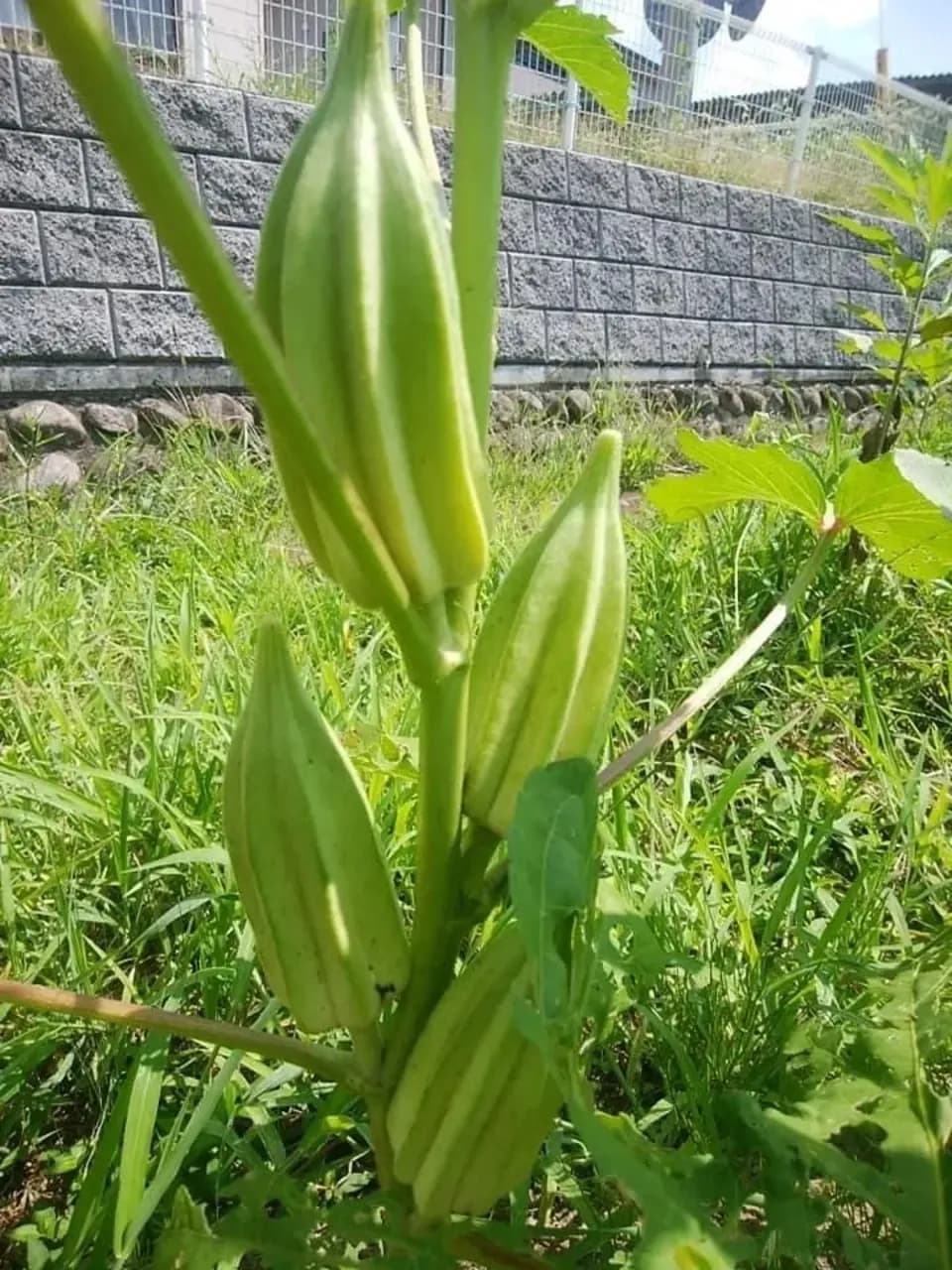 《農薬・肥料不使用》生でも美味しいオクラ