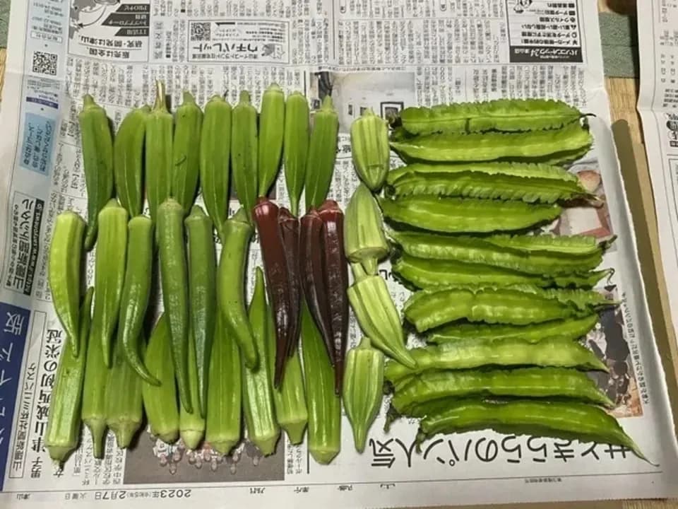 《農薬・肥料不使用》四角豆　　　四角豆とオクラ同梱
