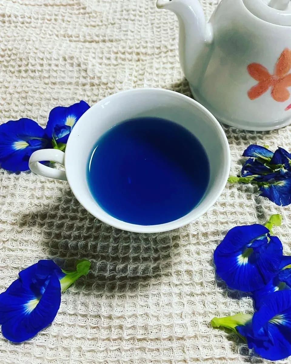 《農薬・肥料不使用》バタフライピーの青いお茶
