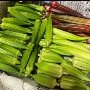《農薬・肥料不使用》生でも美味しいオクラ