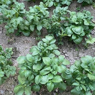 亡き父の育てた野菜を引き継いで
