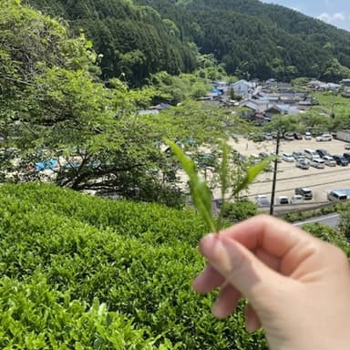 地域のお茶祭りに行って来ました