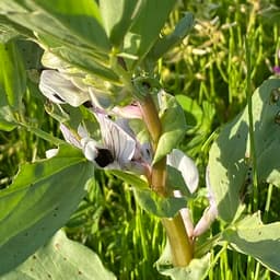 赤空豆　長さや空豆の様子