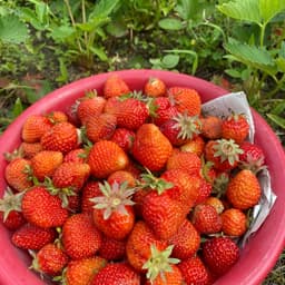 いちご収穫最盛期