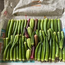 オクラの販売が始まりました。
