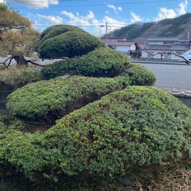 庭の木を