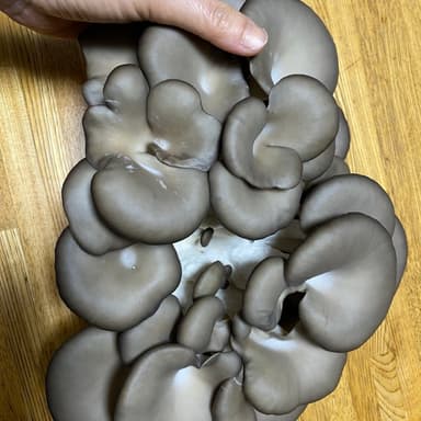 キノコ収穫