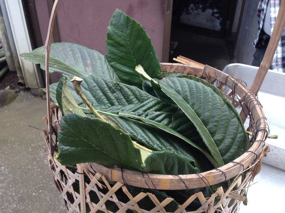 完全天日干し 白びわの葉