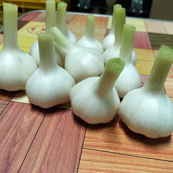 ミックスサイズ